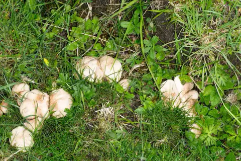 Flere grupper vårfagerhatt sett ovenfra i grønt gress, med tettstående lyse hatter delvis skjult av strå.