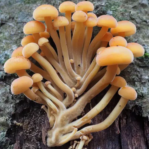 En tett vifteformet tue vintersopper med små, avrundede gule hatter og lange, gulbrune stilker på grov bark.